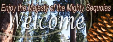 Enjoy the majesty of the Mighty Sequoias